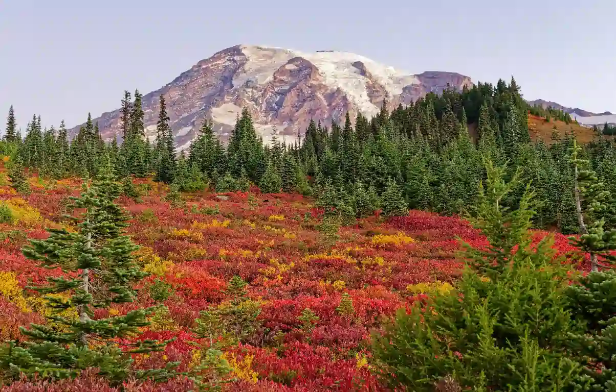 Seattle: Mount Rainier Guided Tour 2026 | TicketsFinder